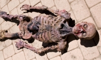 moviegunguy.com, movie prop corpses, Full skeleton