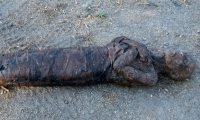 moviegunguy.com, movie prop corpses, Full body Mummy in full wrappings
