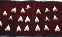 fxsharkteeth-2