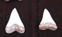 fxsharkteeth