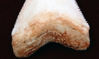 fxsharktooth