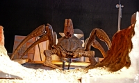 bug-2